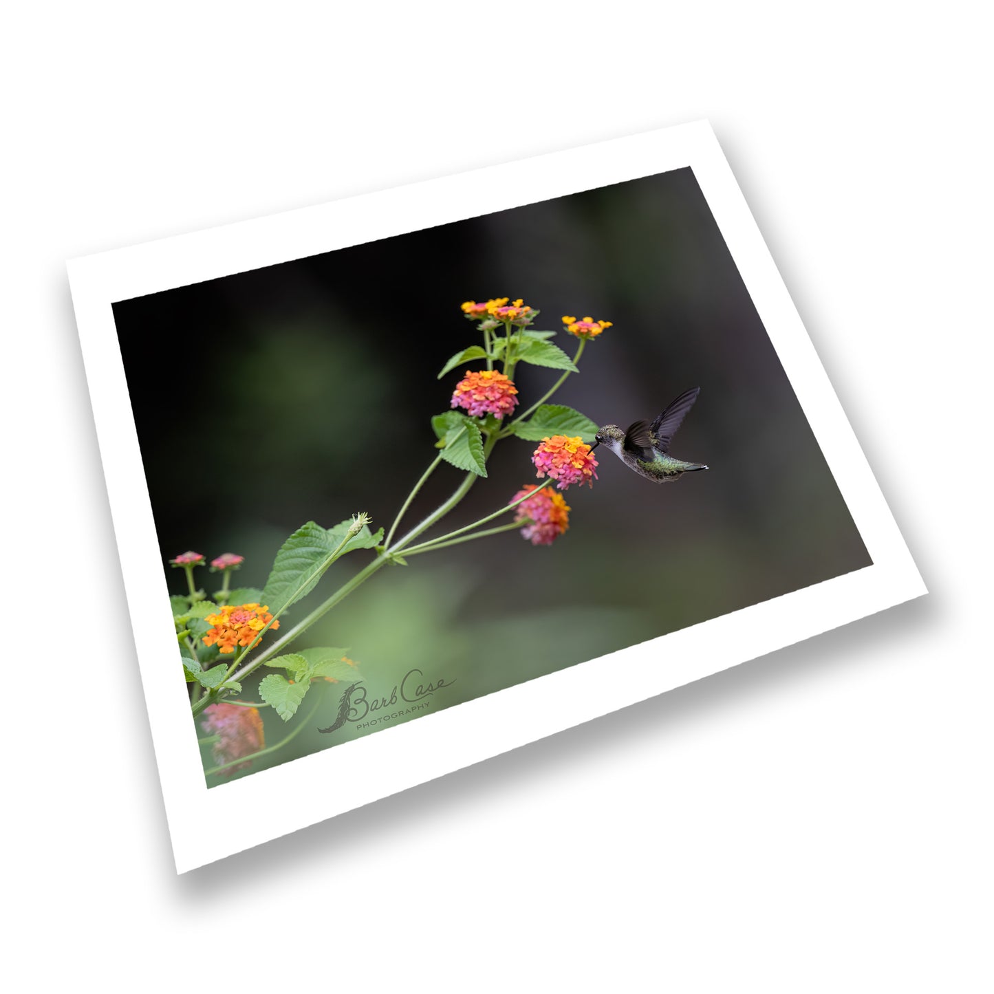 Hummingbird Among Lantana 2