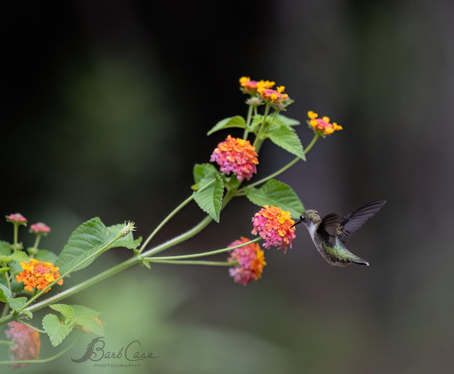 Hummingbird Among Lantana 2