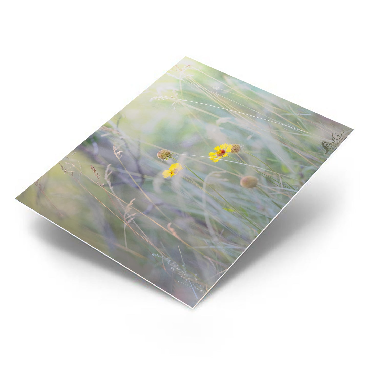 Jasper Blanketflowers