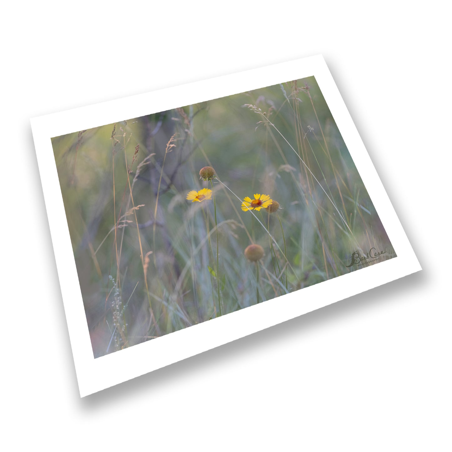 Jasper Blanketflowers