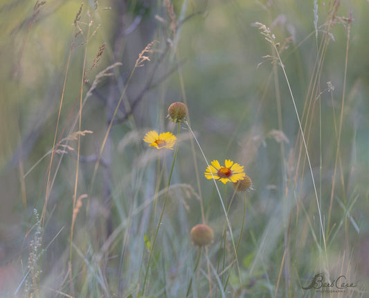 Jasper Blanketflowers
