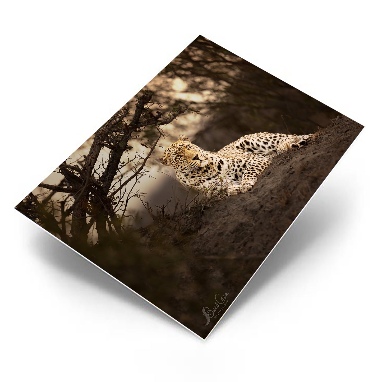 Leopard Portrait