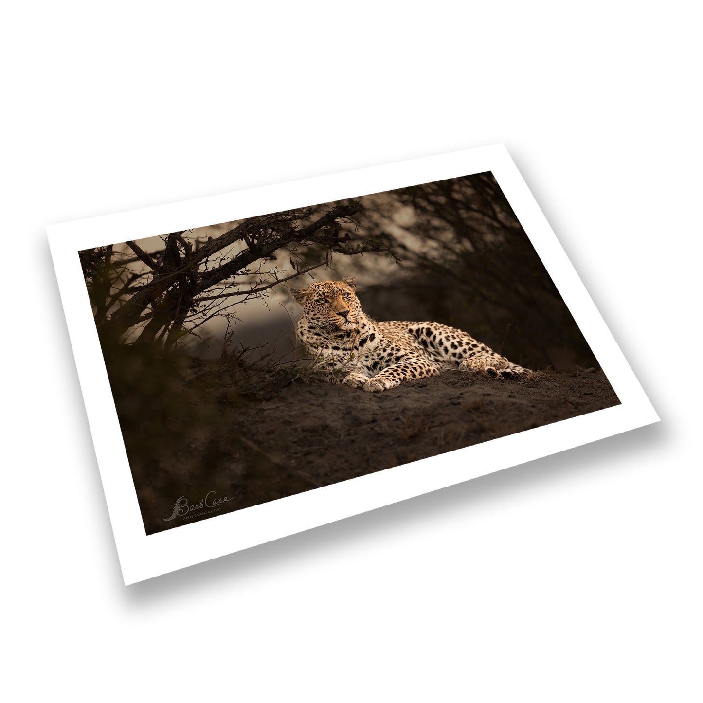 Leopard Portrait