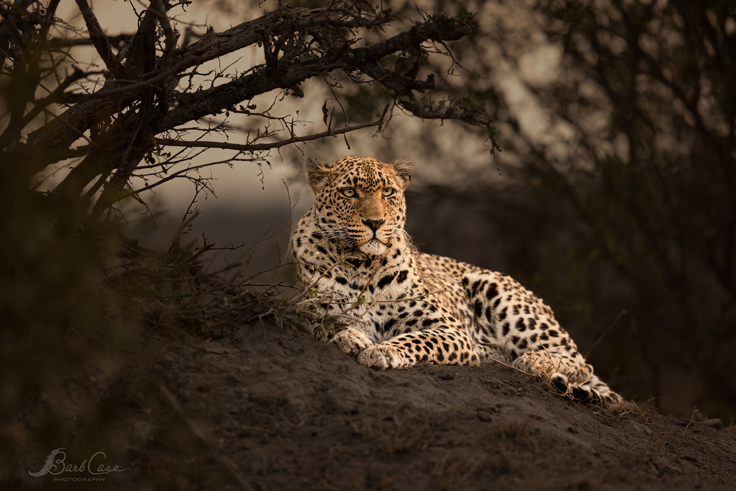Leopard Portrait