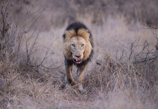 Lion Focus
