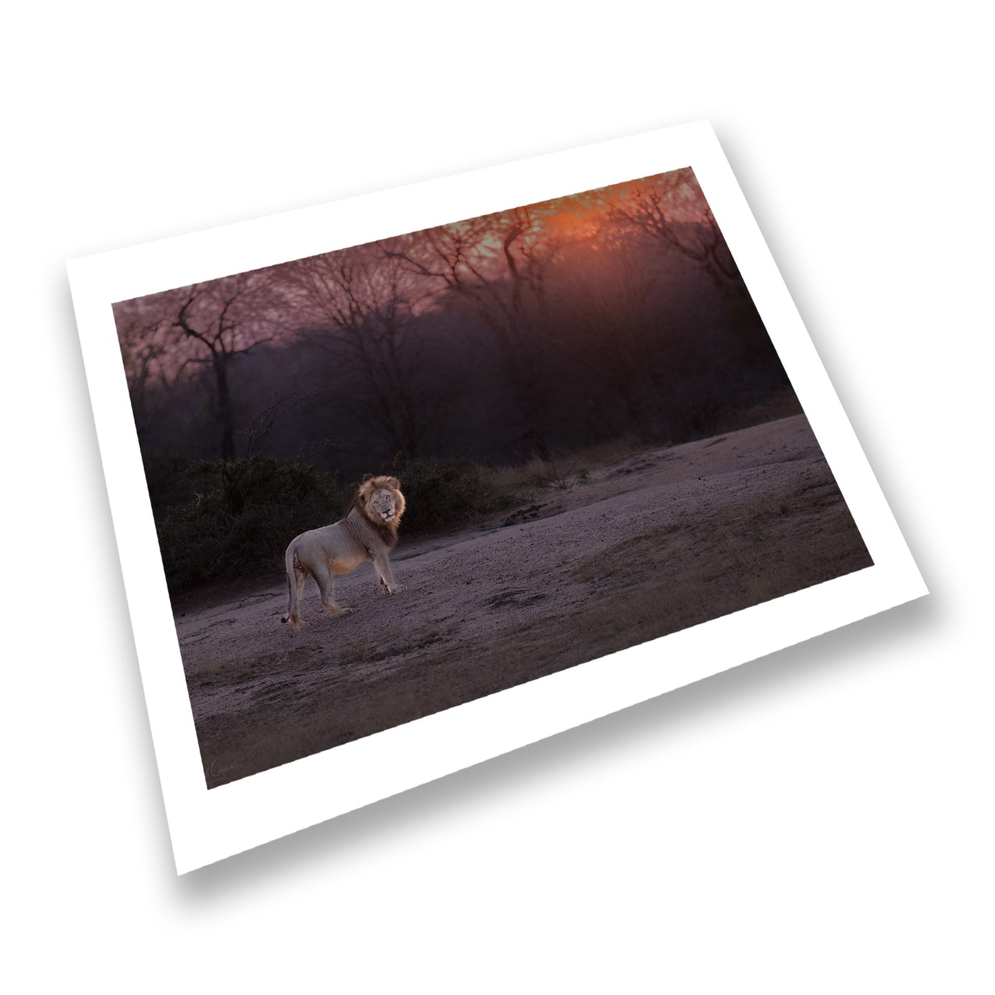Lion Glow