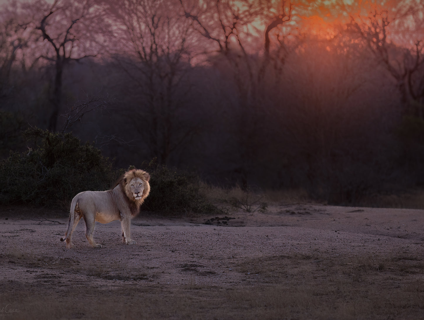 Lion Glow