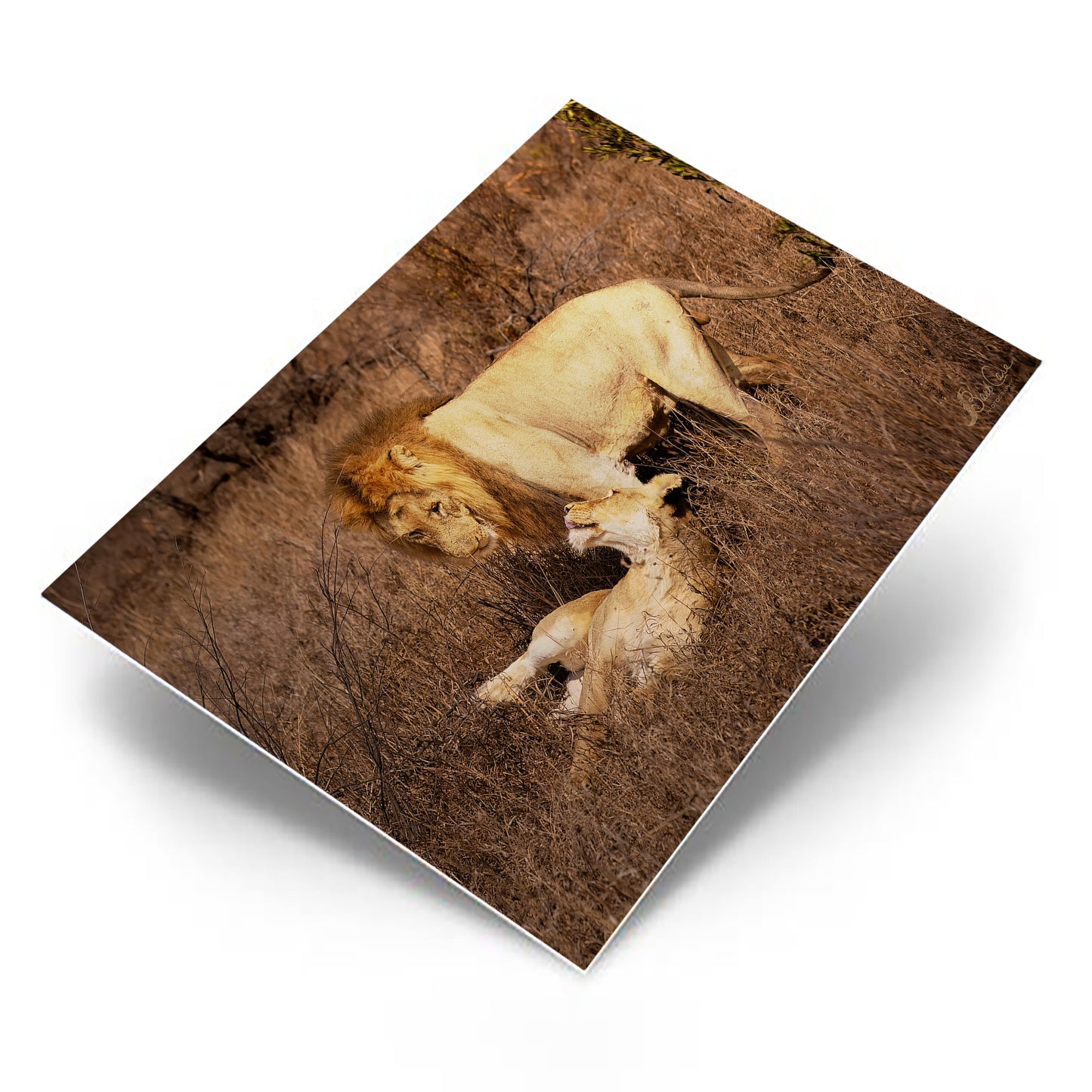 Lion Love