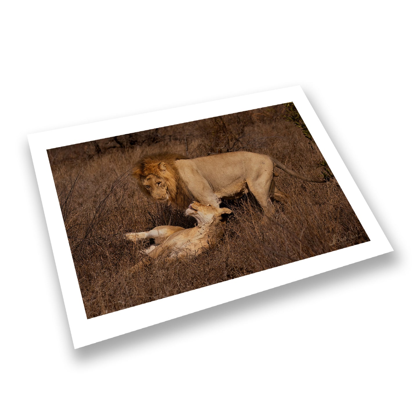 Lion Love