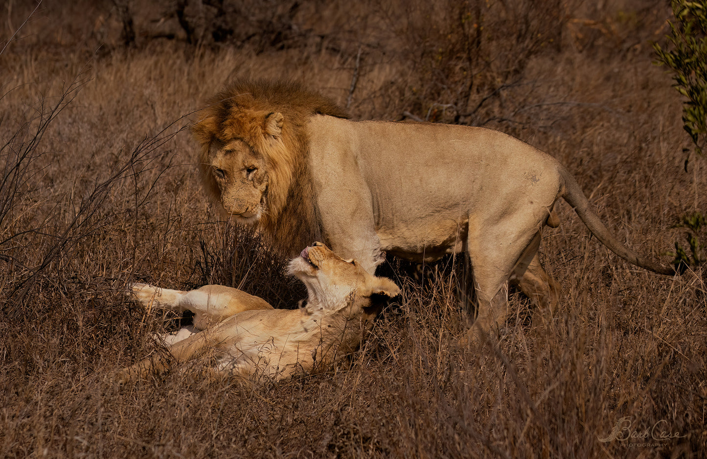 Lion Love