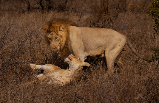 Lion Love