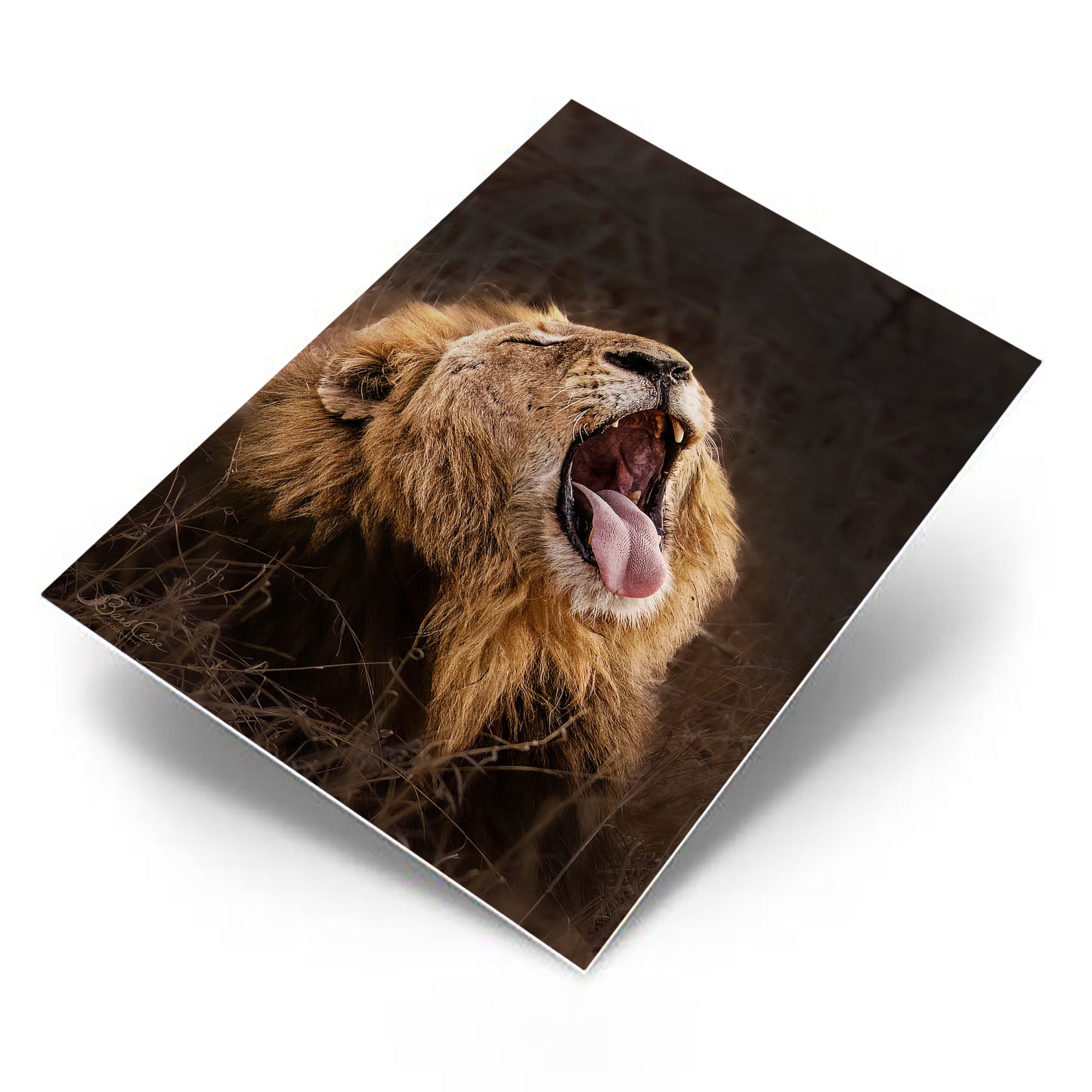 Lion's Yawn