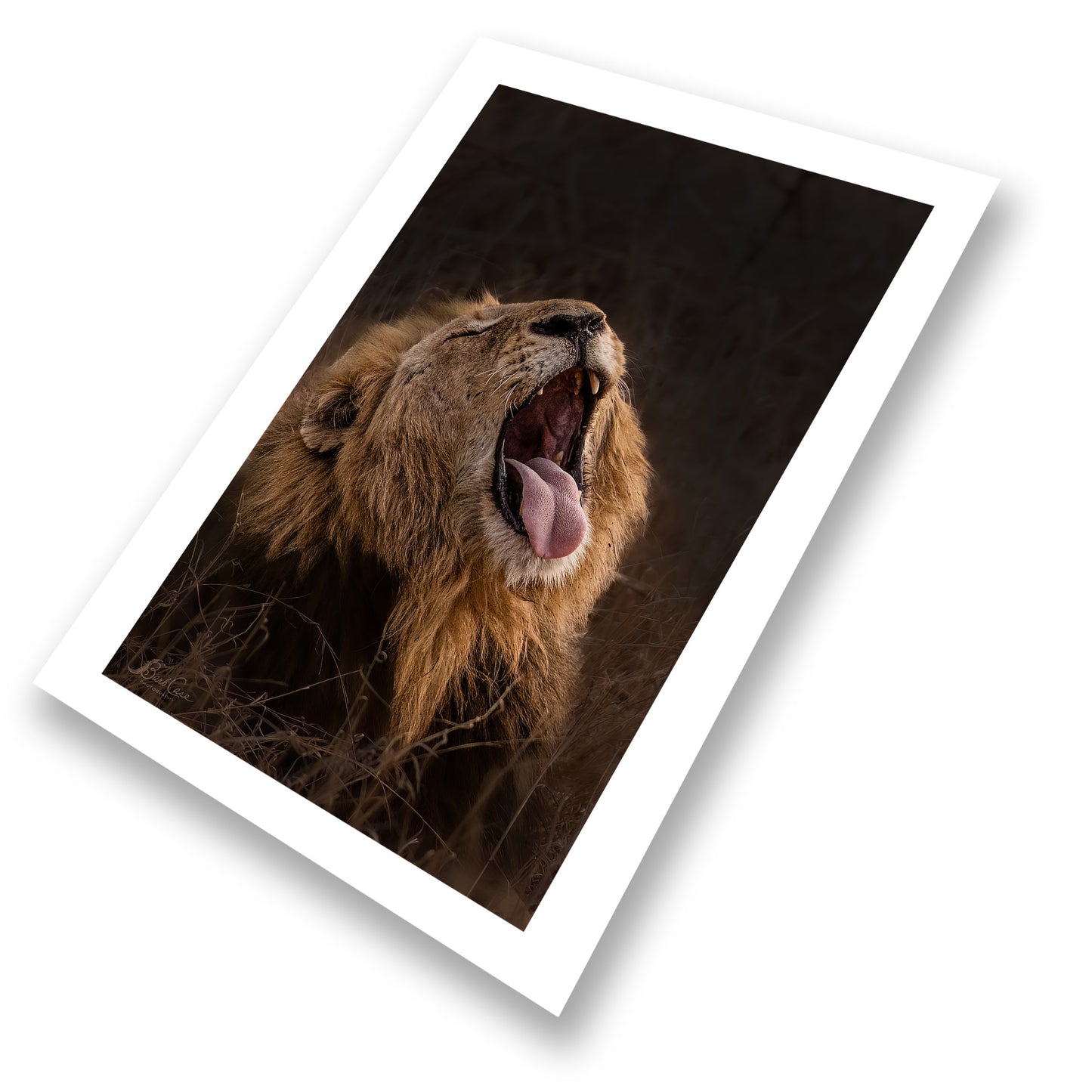 Lion's Yawn