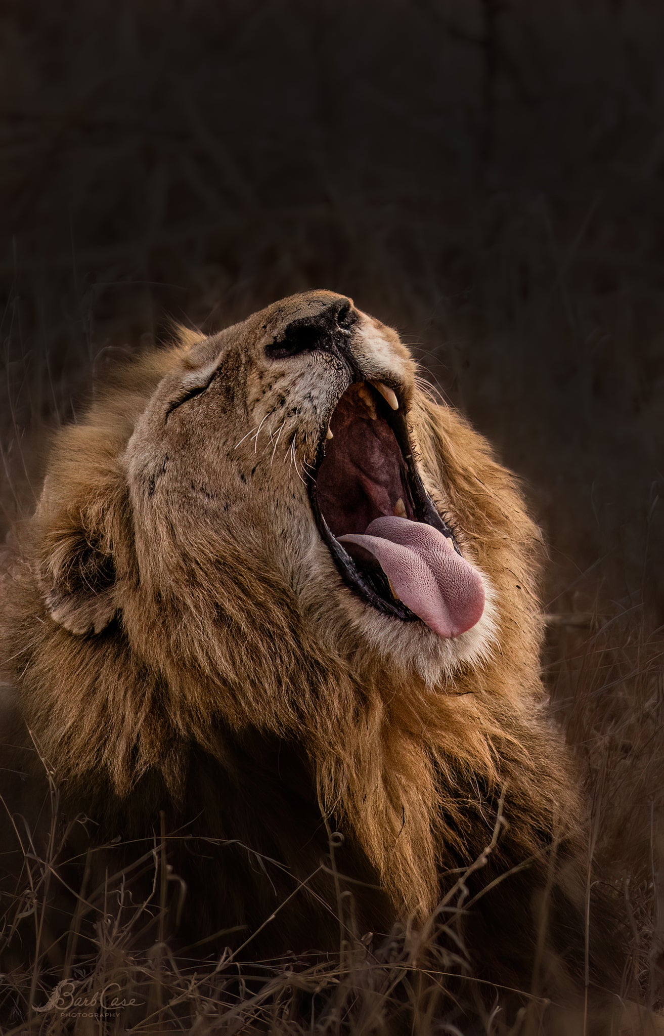 Lion's Yawn