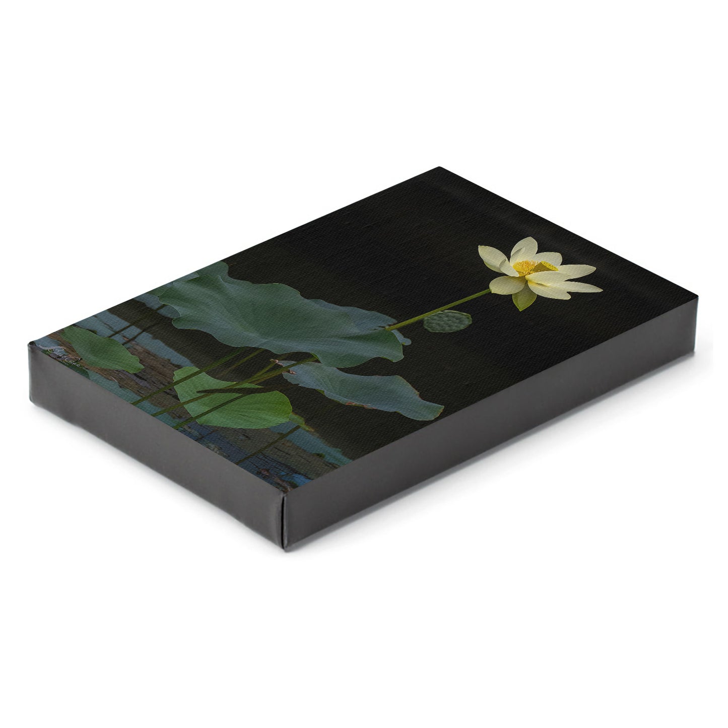 Lotus