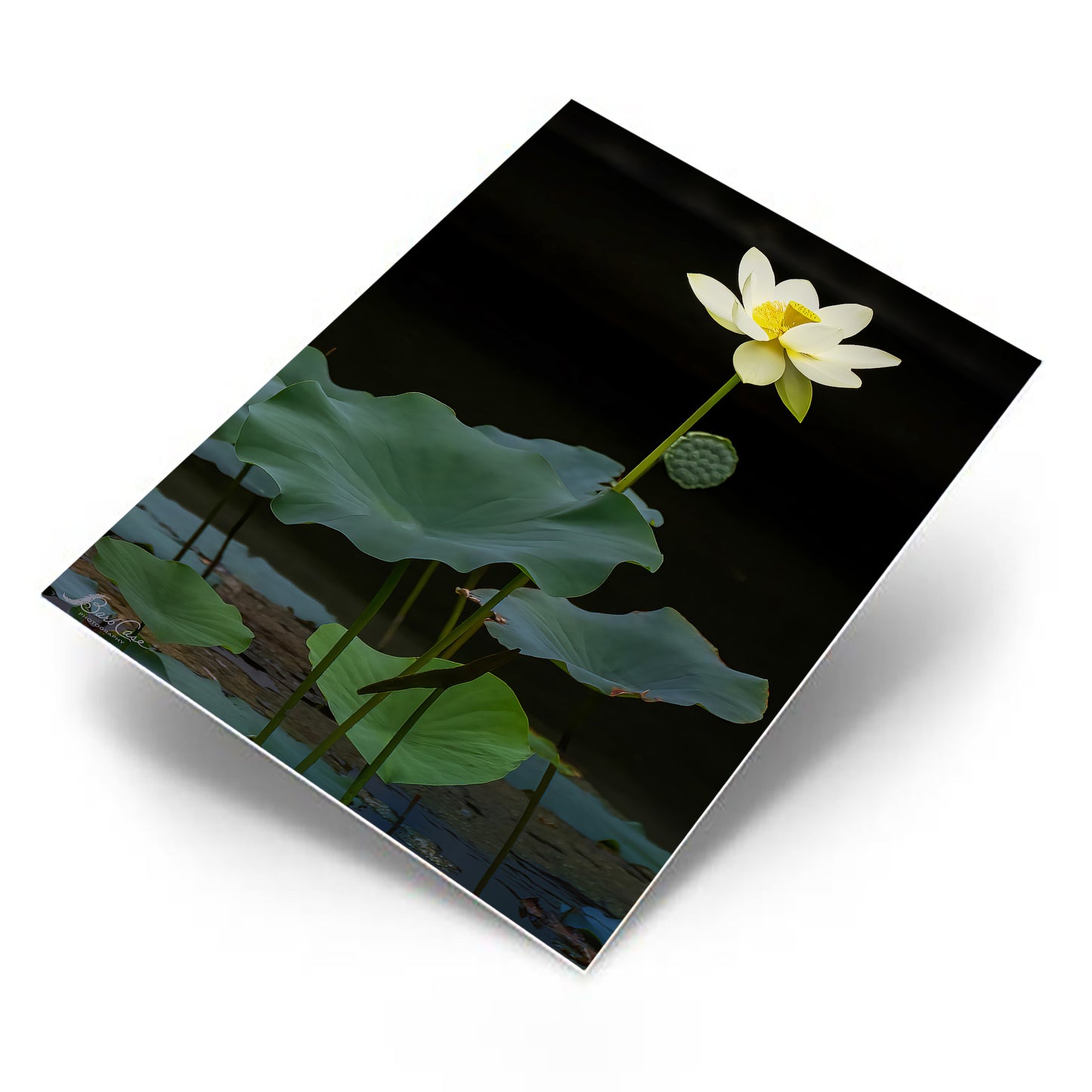 Lotus