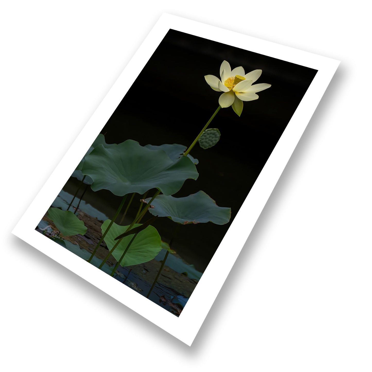 Lotus