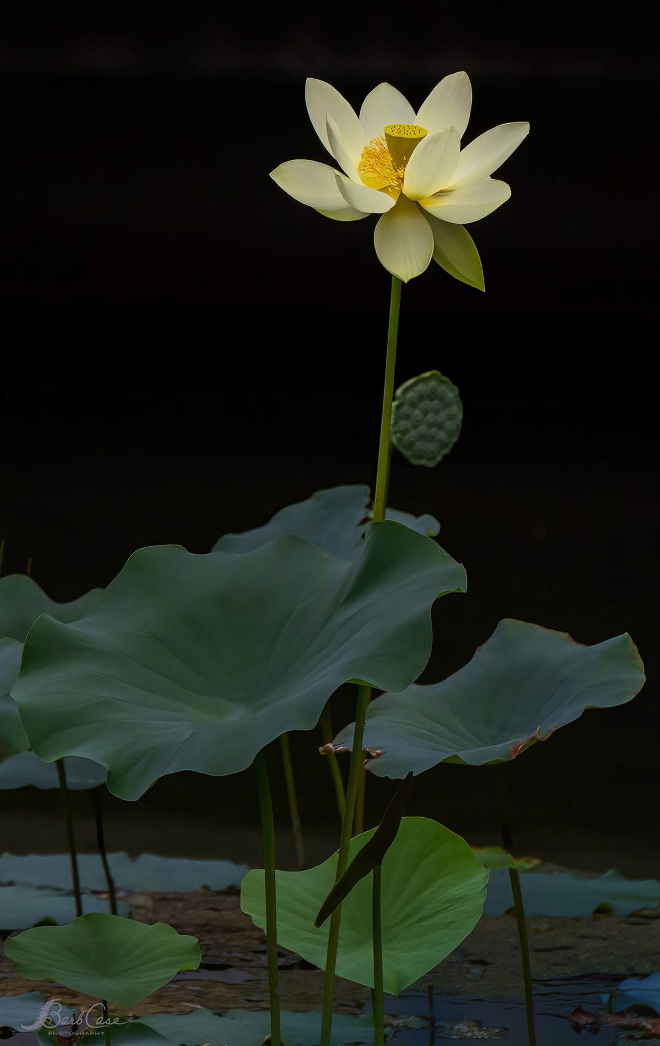 Lotus