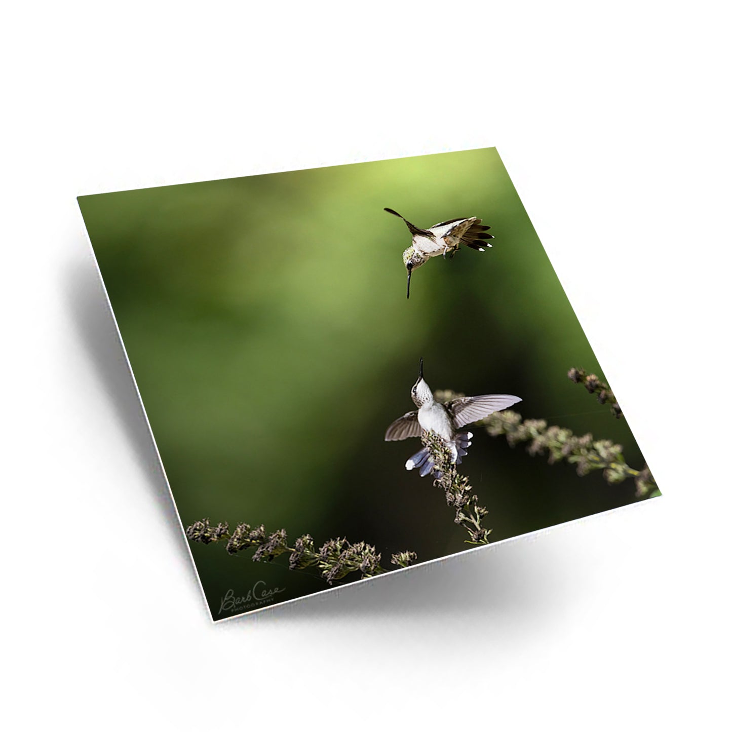 Ruby-throated Hummingbirds