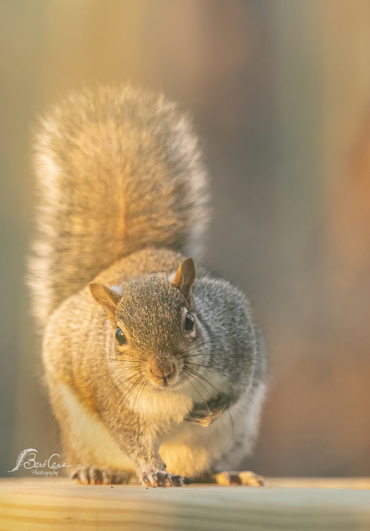 Morning Glow
