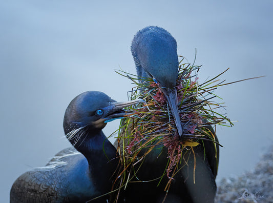 Nesting