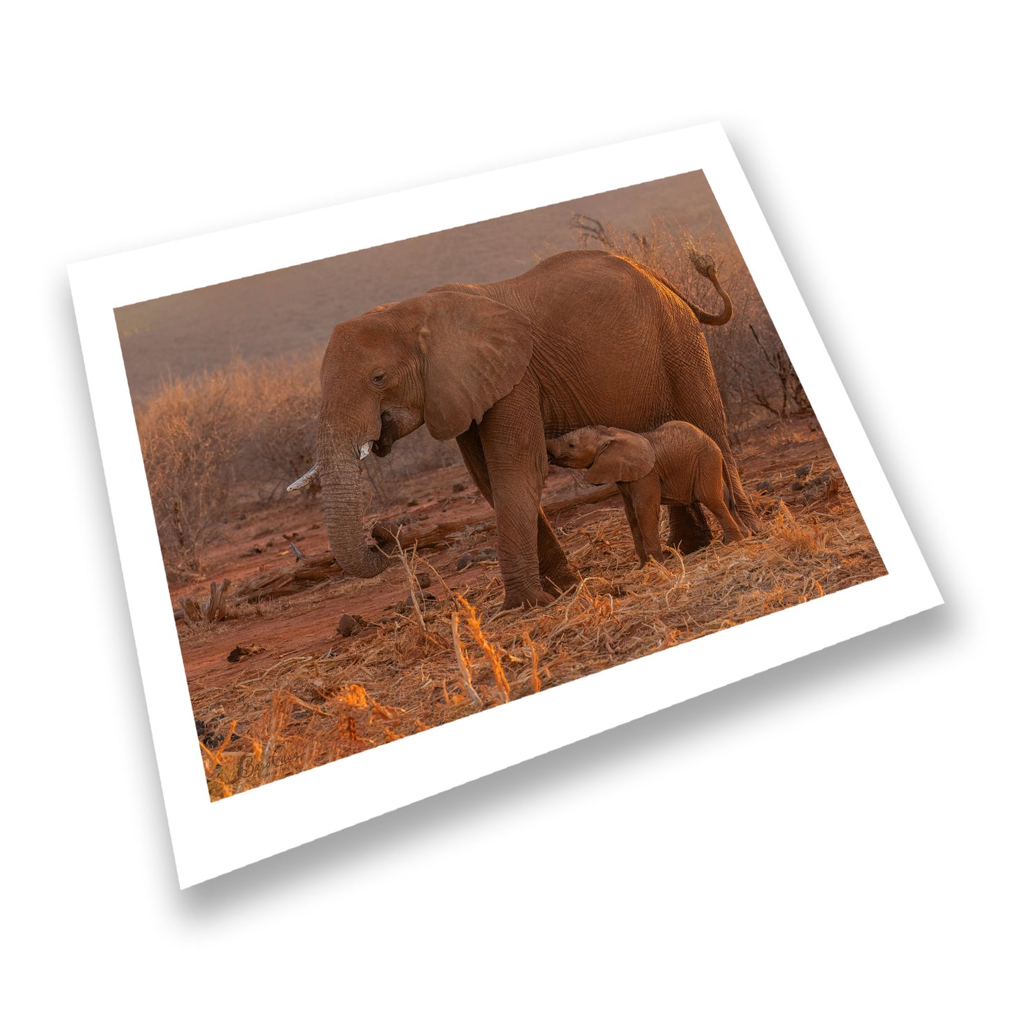 Nursing Calf With Mother