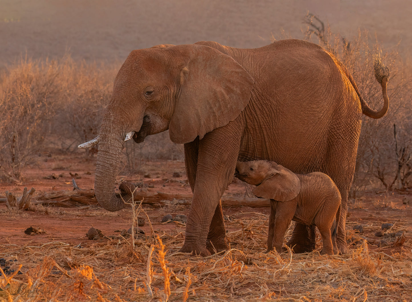 Nursing Calf With Mother