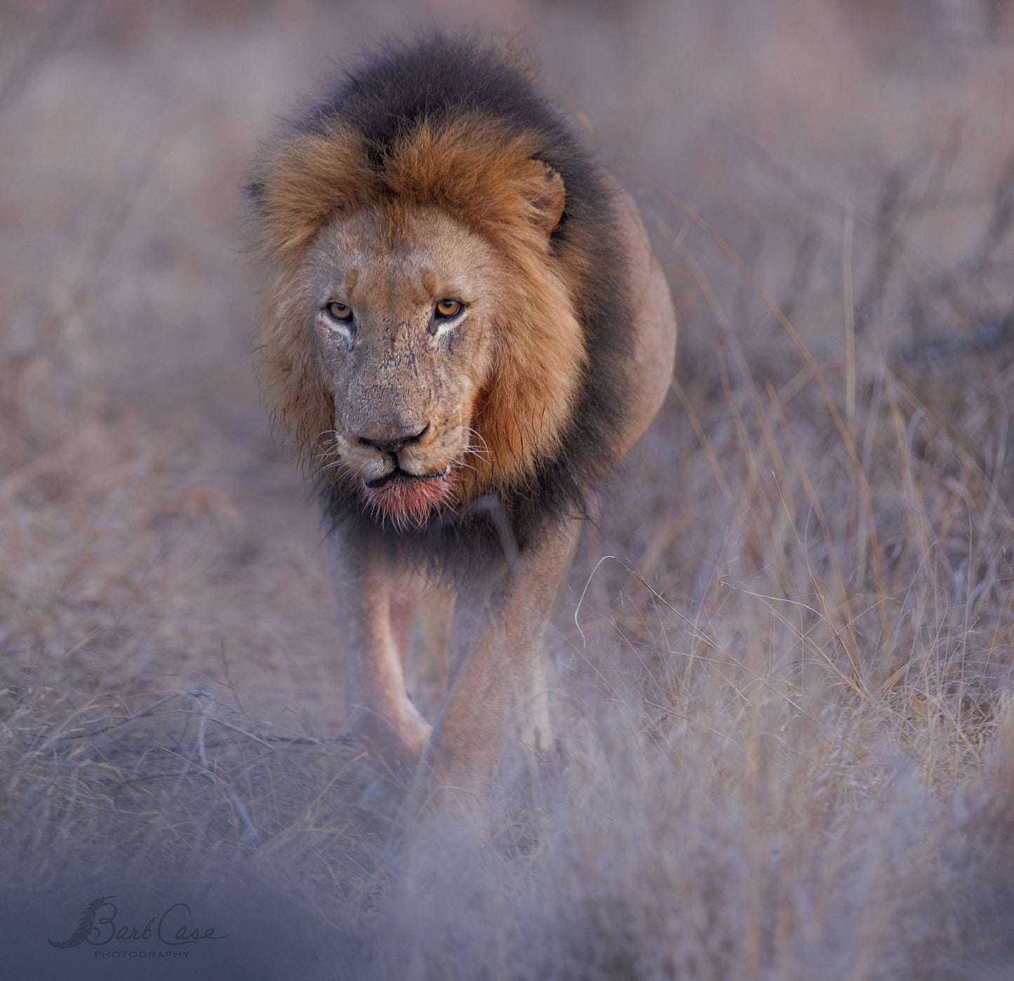 On The Prowl