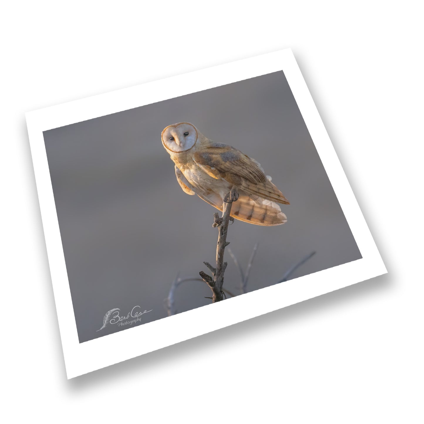 Owl In Morning Glow