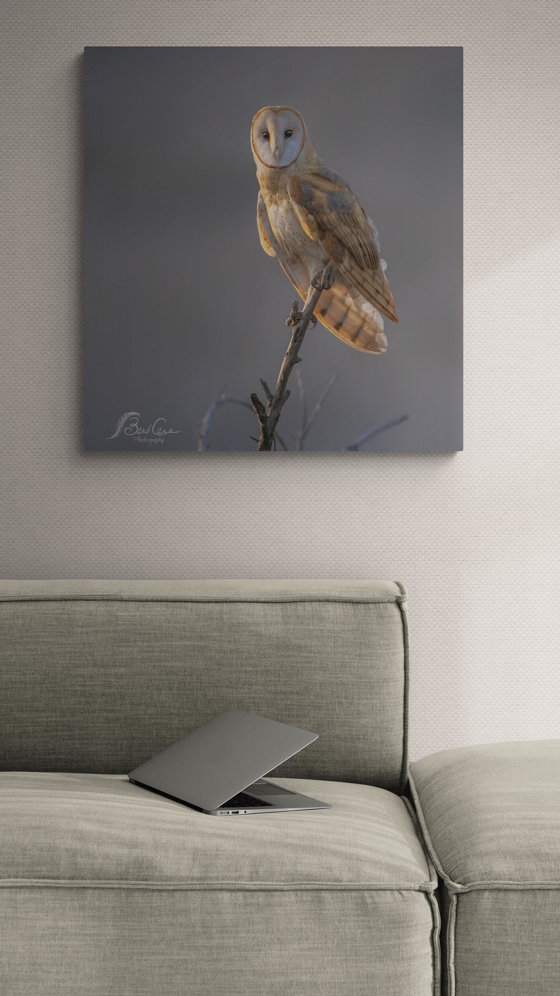 Owl In Morning Glow