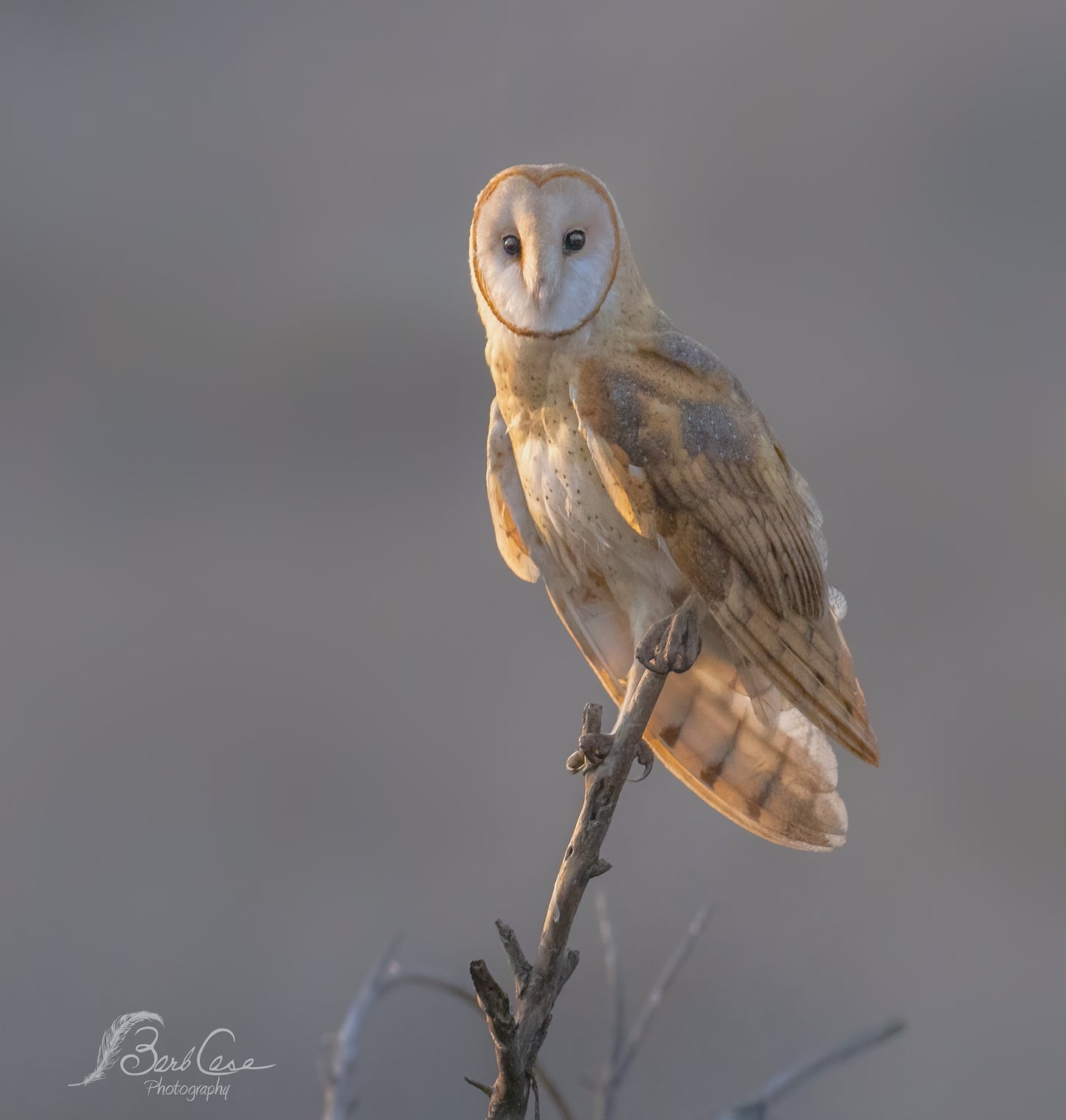 Owl In Morning Glow