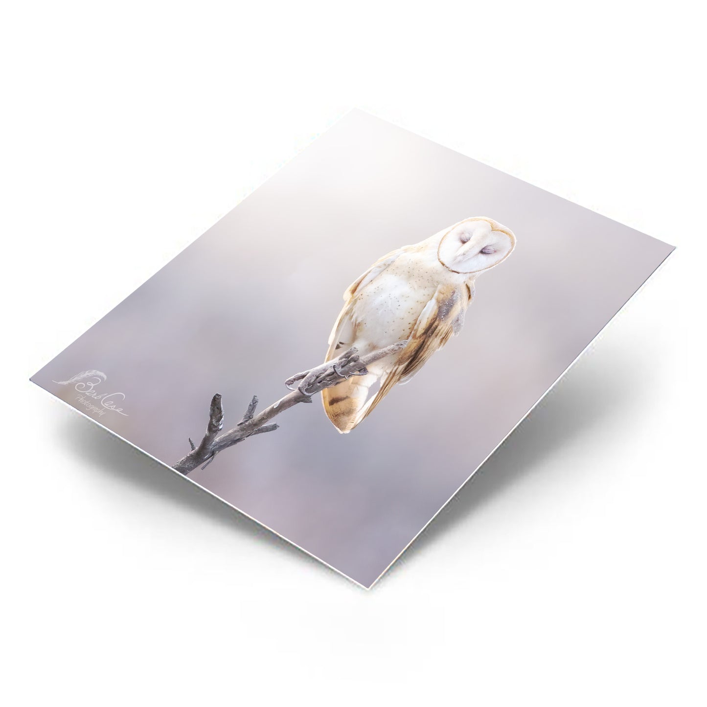 Owl In Purple Light