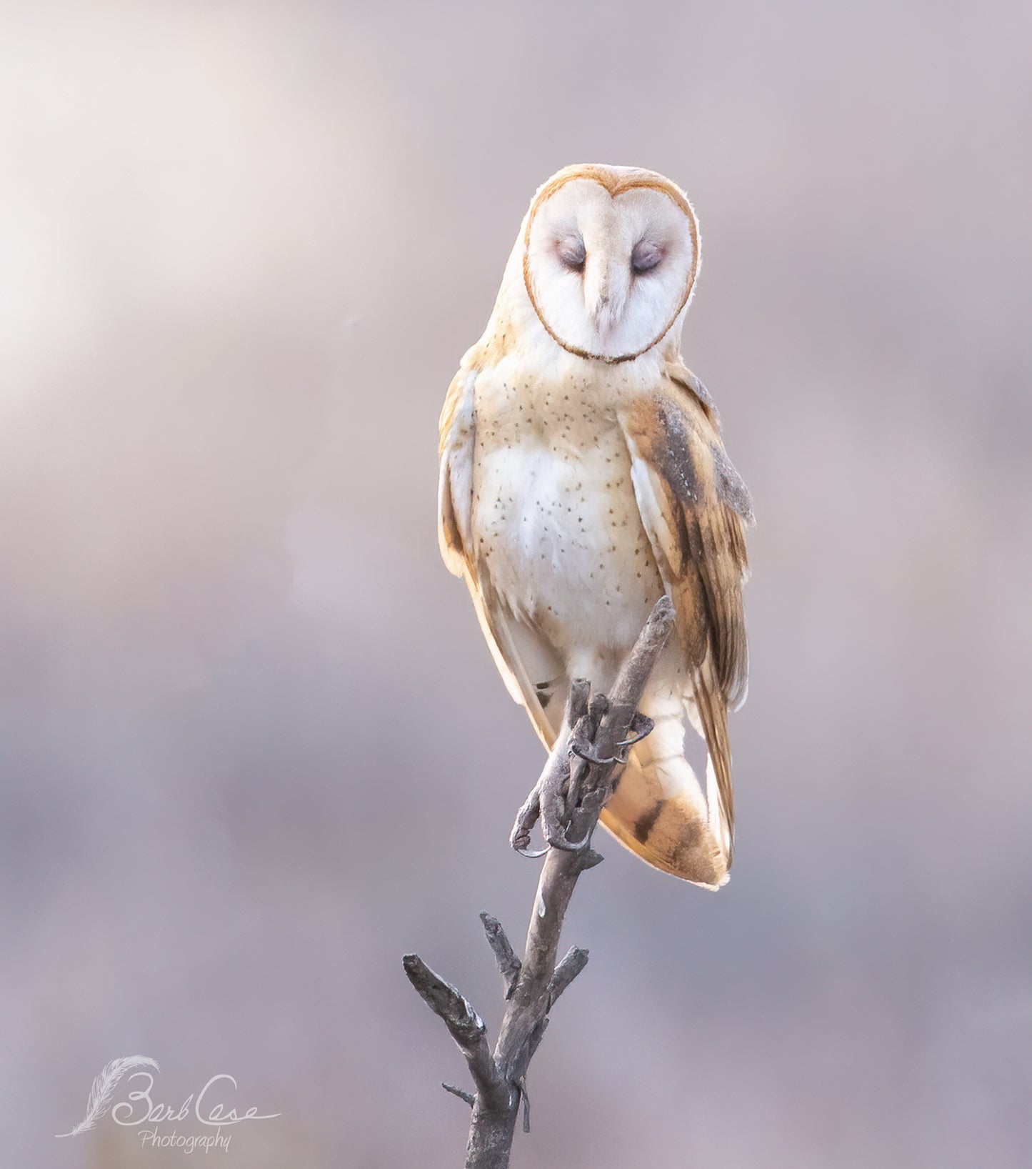 Owl In Purple Light