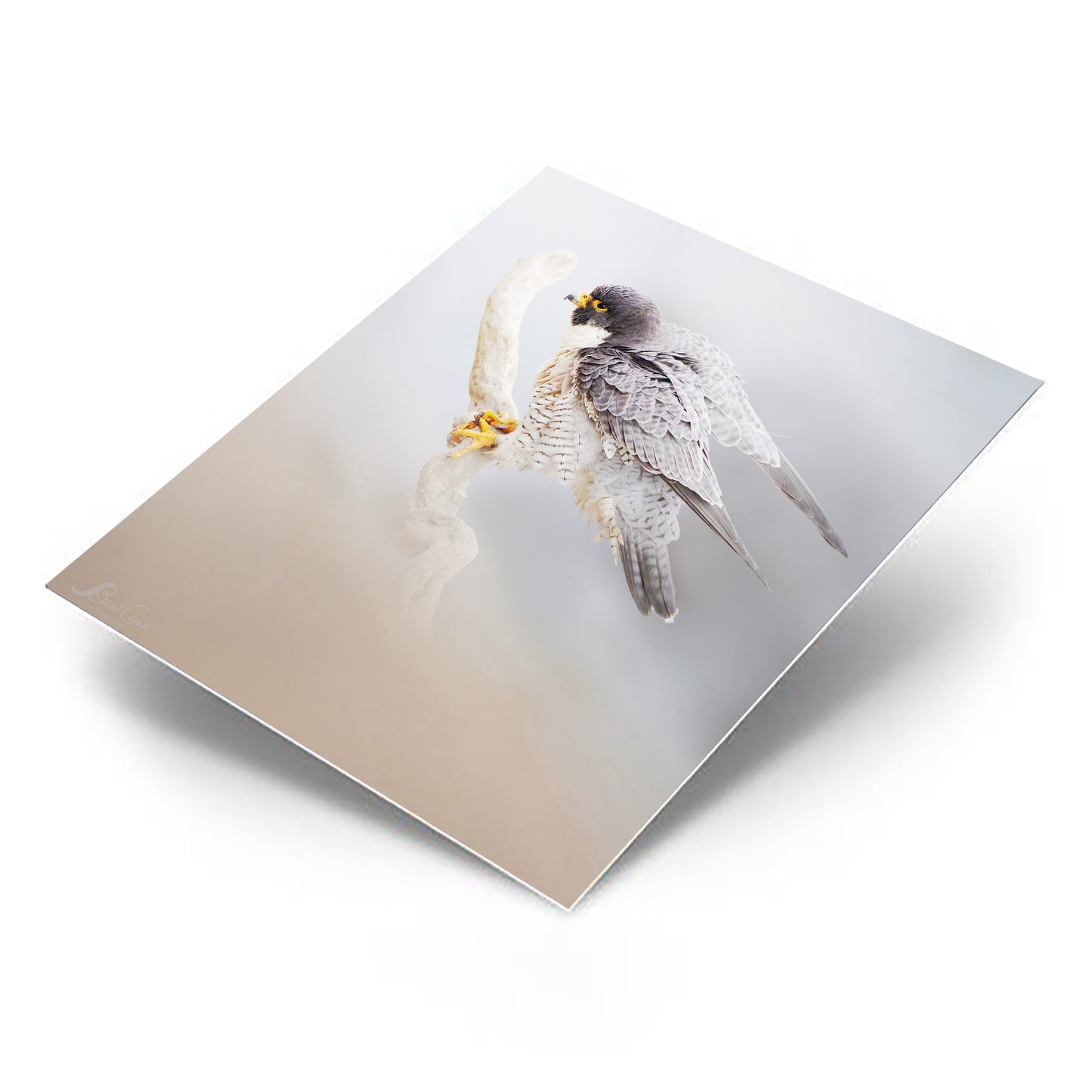 Peregrine
