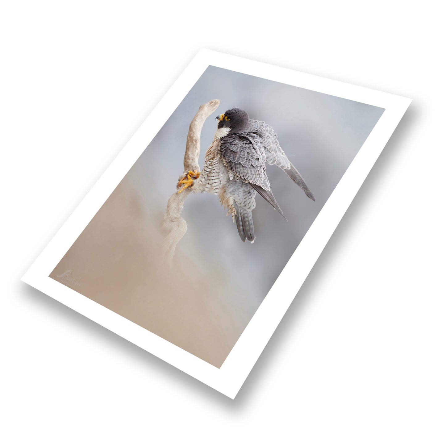 Peregrine