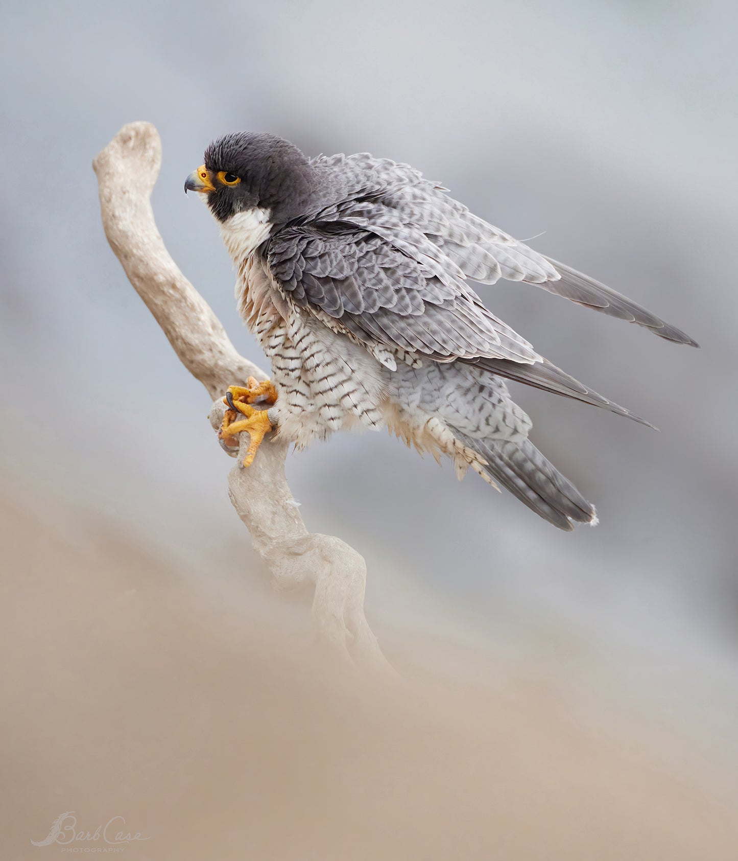 Peregrine