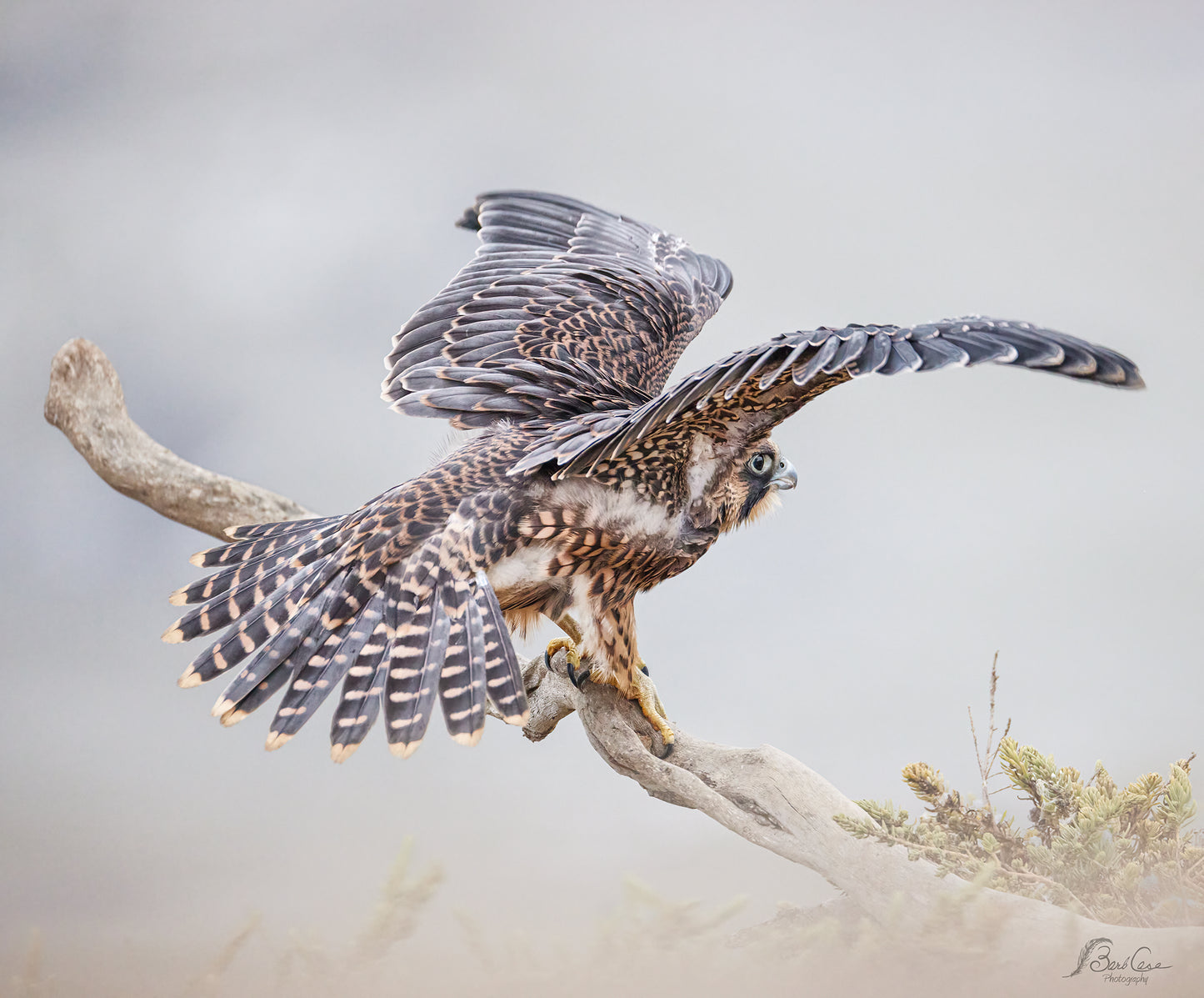 Practicing Flight