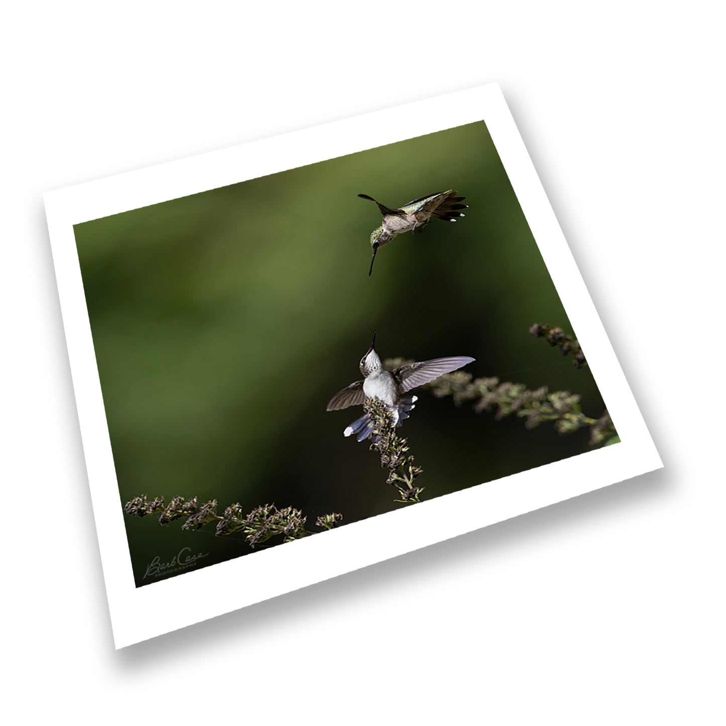 Ruby-throated Hummingbirds
