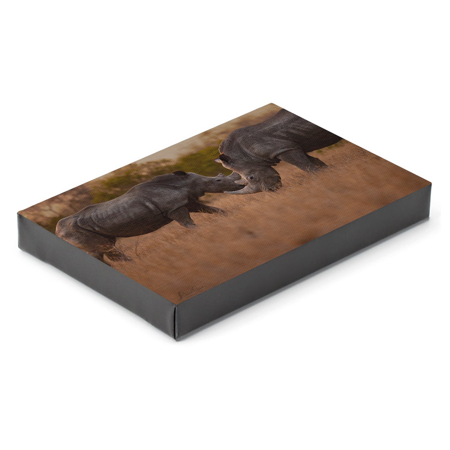 Rhino Meetup