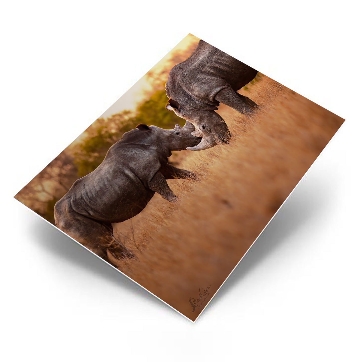 Rhino Meetup