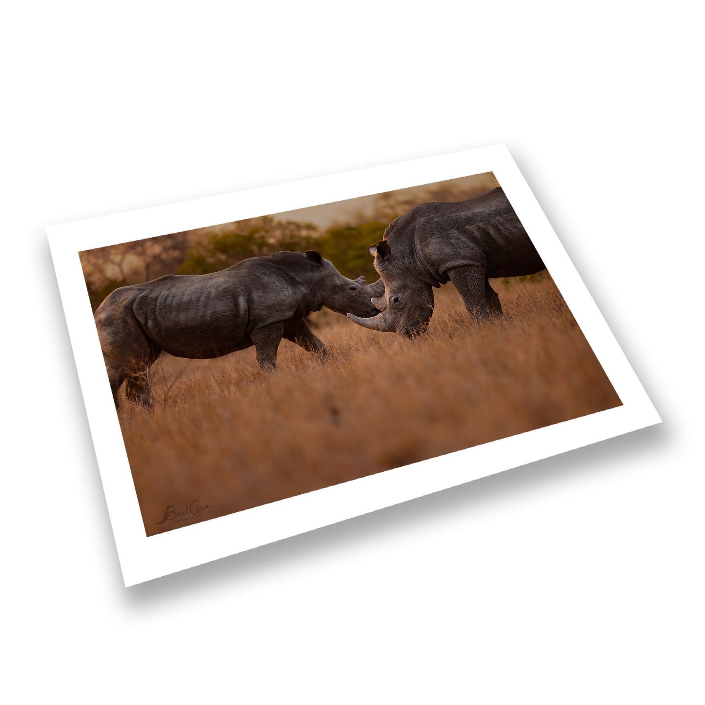 Rhino Meetup