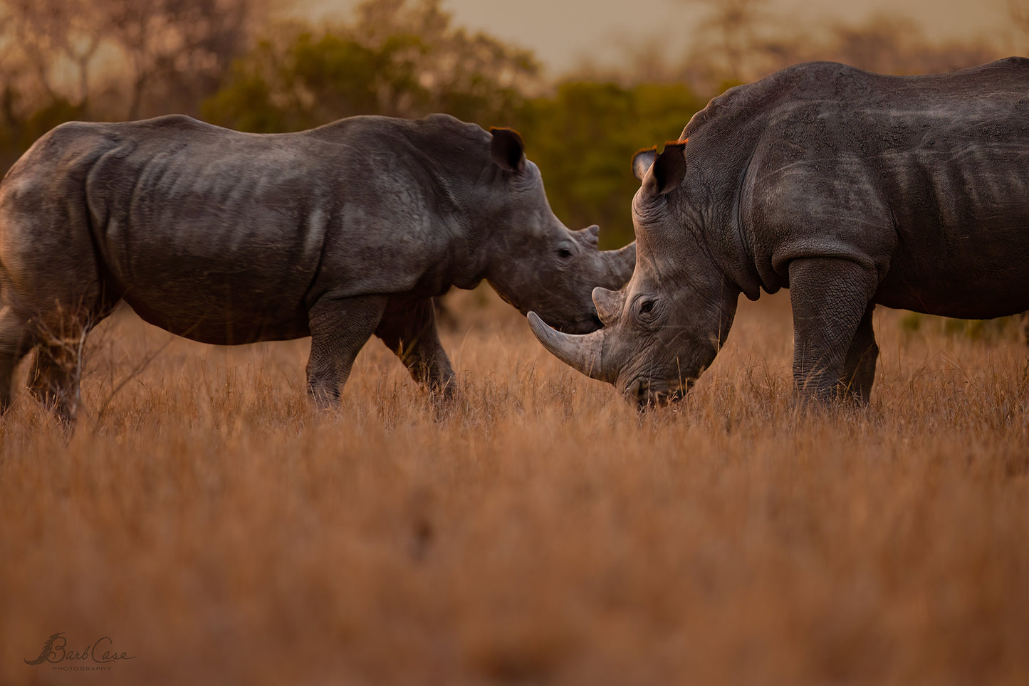 Rhino Meetup