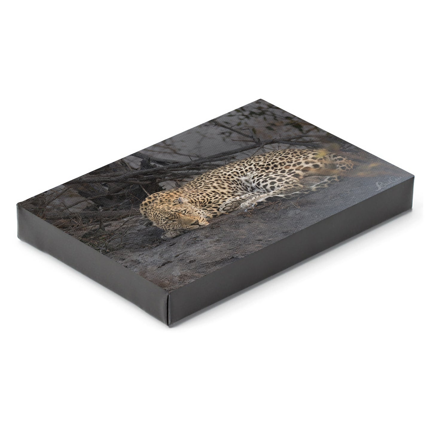 Sleepy Leopard