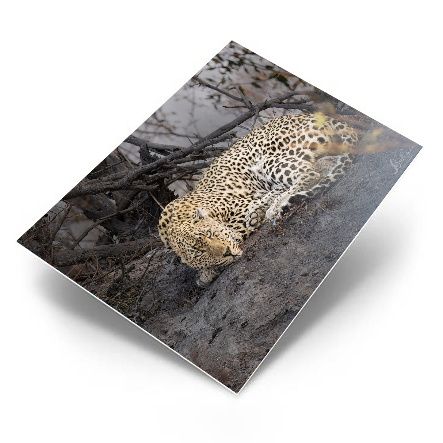 Sleepy Leopard