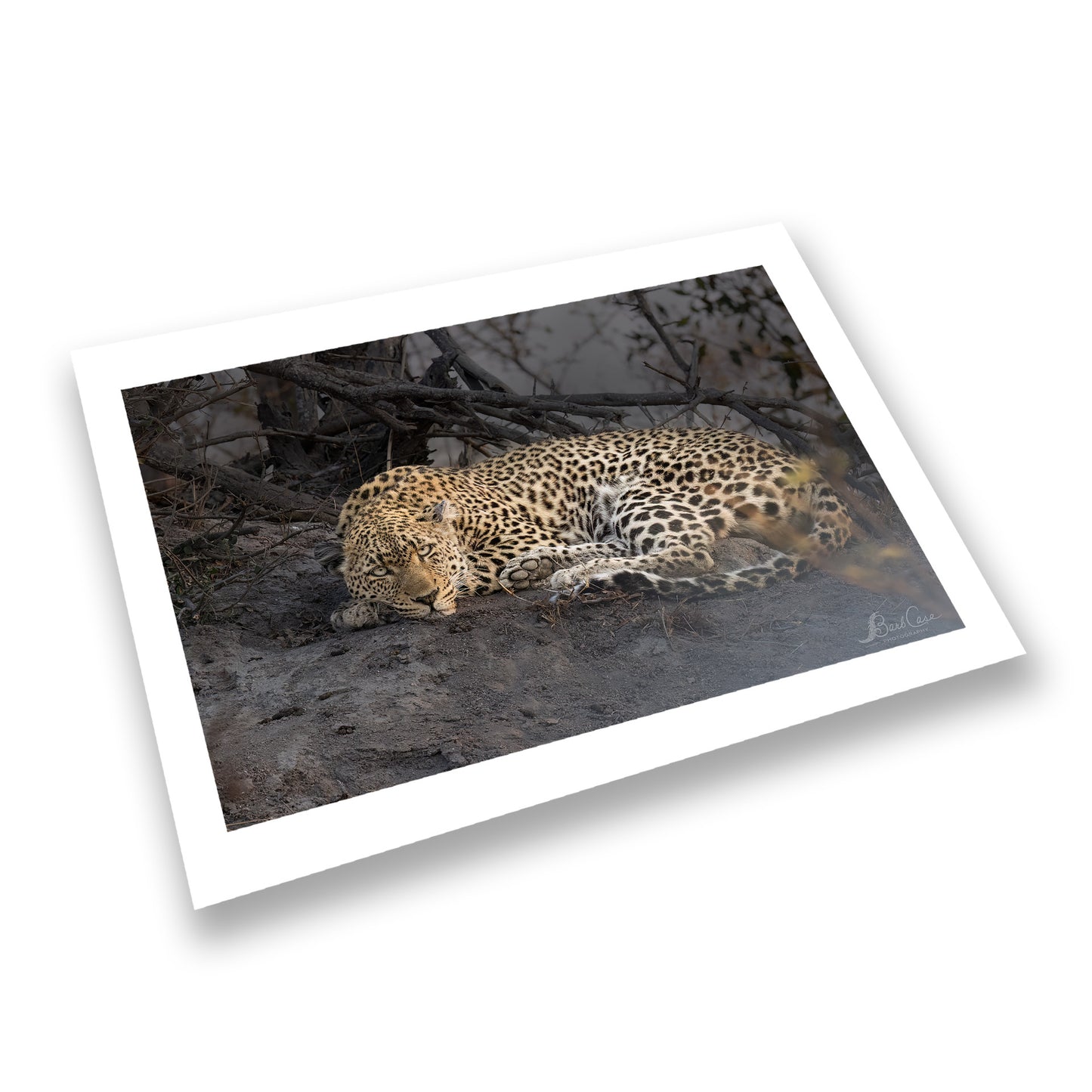 Sleepy Leopard