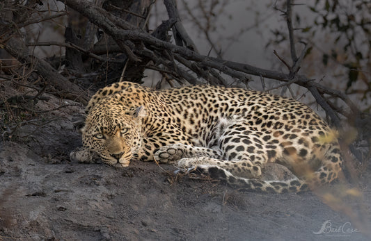 Sleepy Leopard
