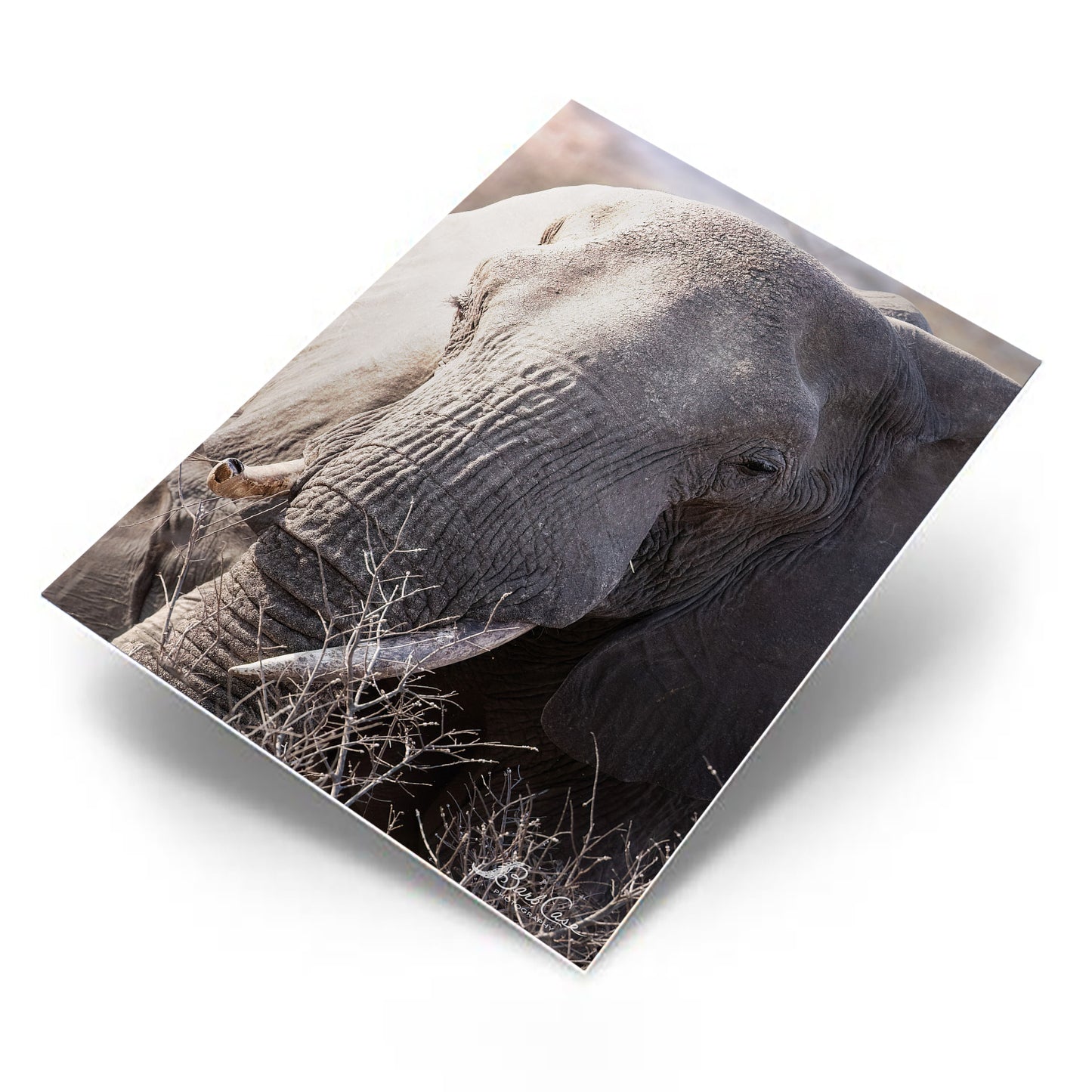 South African Elephant