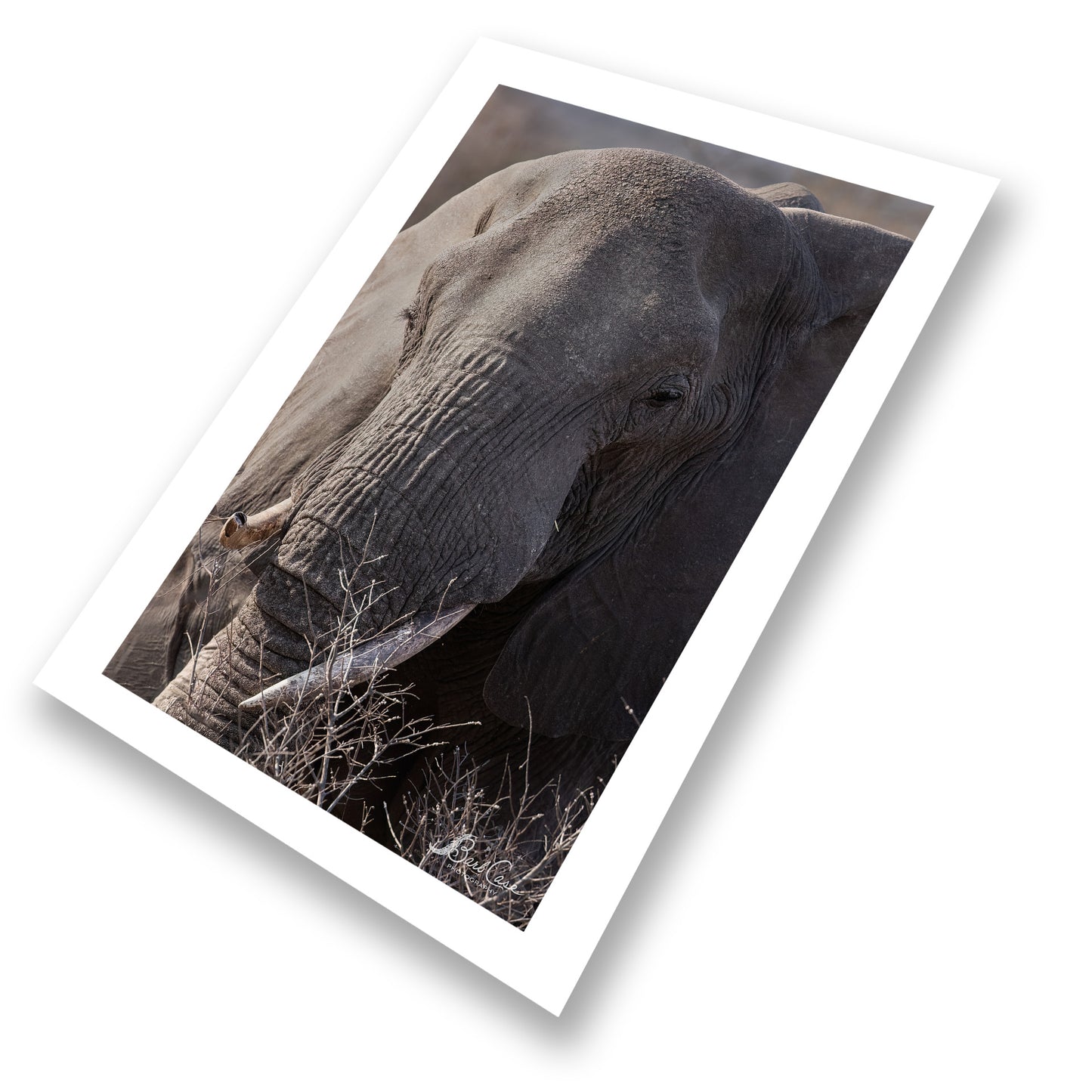 South African Elephant