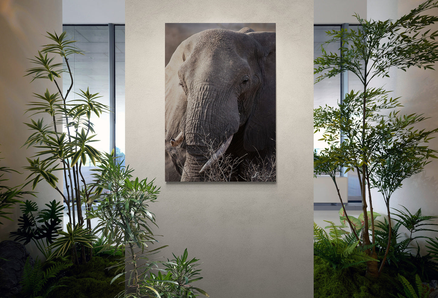South African Elephant