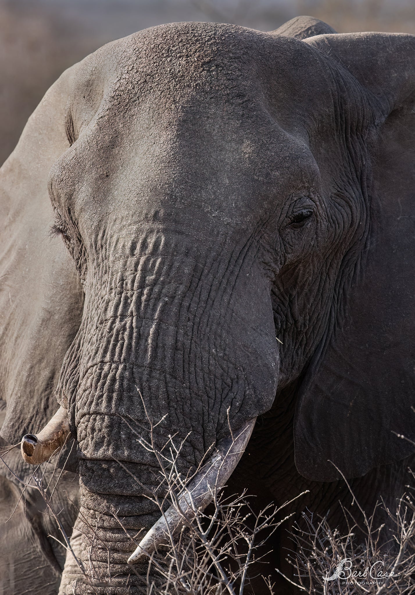 South African Elephant